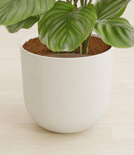 Lade das Bild in den Galerie-Viewer, Natural Bamboo stand:all
