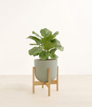 Lade das Bild in den Galerie-Viewer, Sage Green stand:bamboo
