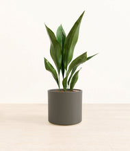 Load image into Gallery viewer, Dark Olive*****Profile
