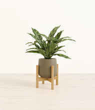 Load image into Gallery viewer, Olive stand:bamboo
