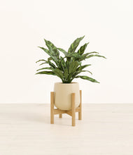 Load image into Gallery viewer, Almond Green stand:bamboo
