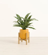Load image into Gallery viewer, Mustard stand:bamboo
