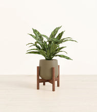Load image into Gallery viewer, Olive stand:walnut
