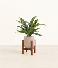 Load image into Gallery viewer, Eternal Gray stand:walnut
