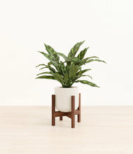 Load image into Gallery viewer, Cotton White stand:walnut
