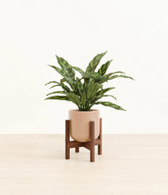 Load image into Gallery viewer, Glossy Pink stand:walnut
