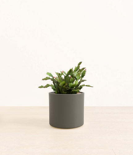 Dark Olive*****Profile