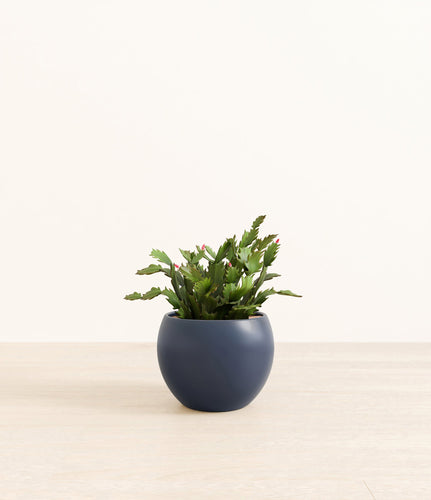 Deep Navy*****Profile