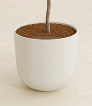 Load image into Gallery viewer, Natural Bamboo stand:all
