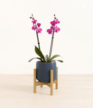 Load image into Gallery viewer, Deep Navy stand:bamboo
