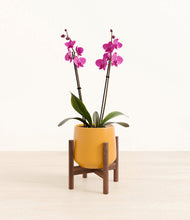 Load image into Gallery viewer, Mustard stand:walnut
