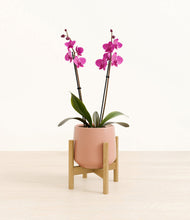 Load image into Gallery viewer, Calm Rose stand:bamboo
