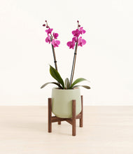 Load image into Gallery viewer, Turquoise stand:walnut
