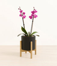 Load image into Gallery viewer, Black stand:bamboo
