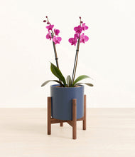 Load image into Gallery viewer, Deep Navy stand:walnut
