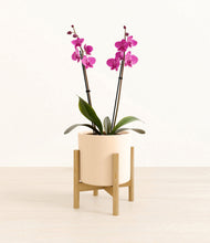 Load image into Gallery viewer, Cream stand:bamboo
