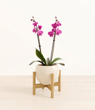 Load image into Gallery viewer, Shiny EggWhite stand:bamboo
