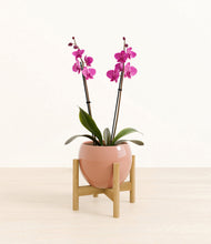 Load image into Gallery viewer, Calm Rose stand:bamboo
