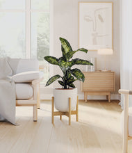 Charger l'image dans la galerie, Natural Bamboo stand:light
