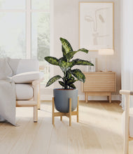 Charger l'image dans la galerie, Sage Green stand:light
