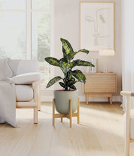 Charger l'image dans la galerie, Sage Green stand:light
