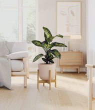 Charger l'image dans la galerie, Sandy Pink stand:light
