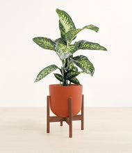 Charger l'image dans la galerie, Earth Red stand:dark

