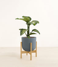 Load image into Gallery viewer, Iron Gray stand:bamboo
