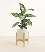 Charger l'image dans la galerie, Natural Bamboo stand:light

