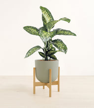 Charger l'image dans la galerie, Sage Green stand:light
