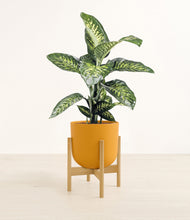 Charger l'image dans la galerie, Sunset Orange stand:light
