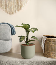 Load image into Gallery viewer, Sage Green

