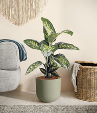 Charger l'image dans la galerie, Sage Green
