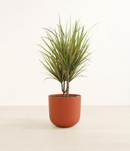 Load image into Gallery viewer, Earth Red*****Profile
