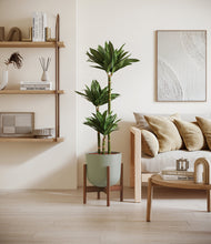 Load image into Gallery viewer, Sage Green stand:walnut
