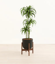 Load image into Gallery viewer, Stone Black stand:walnut
