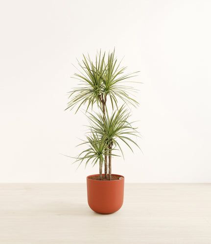 Earth Red*****Profile