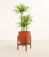 Load image into Gallery viewer, Earth Red stand:walnut
