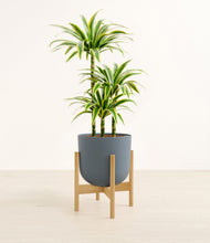 Load image into Gallery viewer, Iron Gray stand:bamboo
