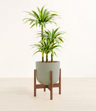 Load image into Gallery viewer, Iron Gray stand:walnut
