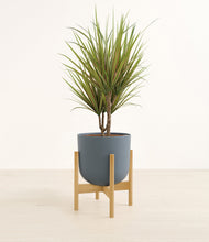 Load image into Gallery viewer, Iron Gray stand:bamboo
