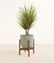 Load image into Gallery viewer, Sage Green stand:walnut
