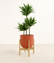 Load image into Gallery viewer, Earth Red stand:bamboo

