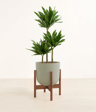 Load image into Gallery viewer, Sage Green stand:walnut
