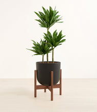 Load image into Gallery viewer, Stone Black stand:walnut
