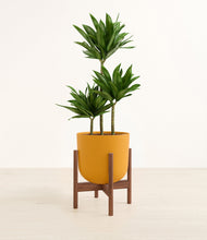 Load image into Gallery viewer, Sunset Orange stand:walnut
