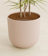 Load image into Gallery viewer, Sandy Pink stand:all
