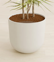 Load image into Gallery viewer, Natural Bamboo stand:all

