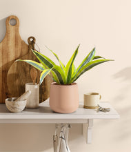 Load image into Gallery viewer, Gentle Pink
