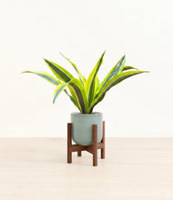 Load image into Gallery viewer, Reactive Aqua stand:walnut
